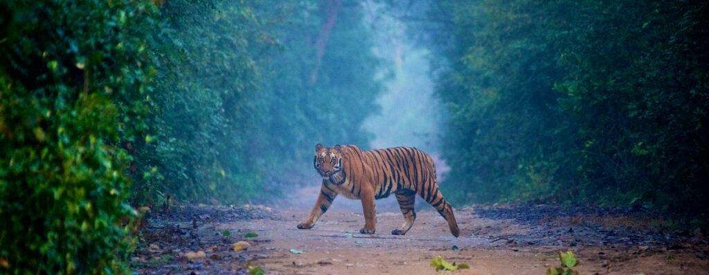 42 Tourist Places In Uttarakhand > उत्तराखंड में घूमने के लिए सबसे अच्छी जगहें 35 Jim-corbett-national-park