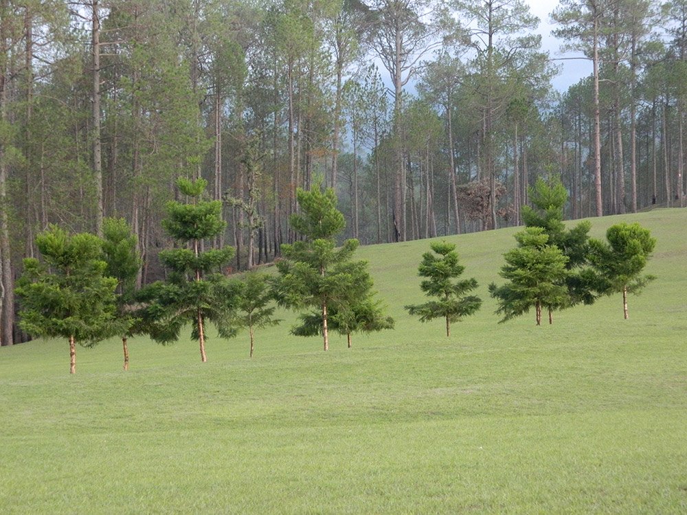 42 Tourist Places In Uttarakhand > उत्तराखंड में घूमने के लिए सबसे अच्छी जगहें 17 ranikhet green golf course uttarakhand