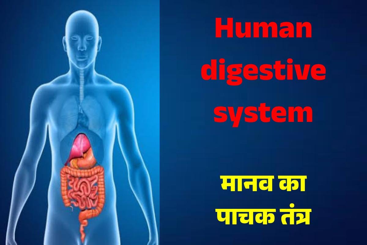 Human Digestive System (मानव का पाचक तंत्र) 3 Human digestive system (मानव का पाचक तंत्र)