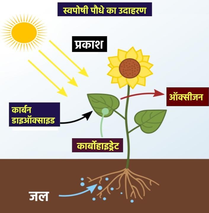 पोषक तत्व किसे कहते हैं? नाम सहित जानकारी | Nutrients Information in Hindi 4 autotroph examples plants