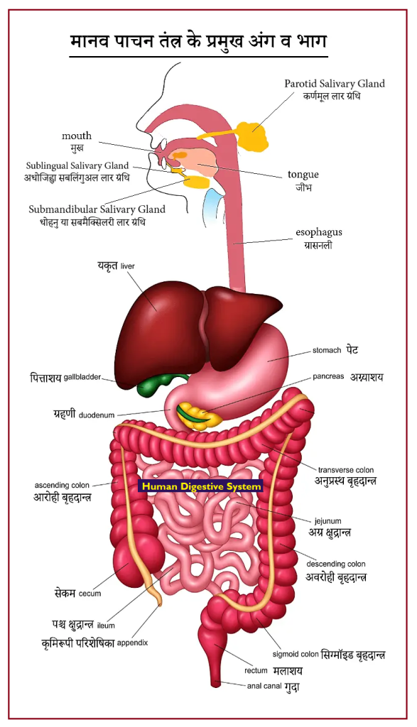 Human Digestive System (मानव का पाचक तंत्र) 4 मानव पाचन तंत्र (अंग चित्र सहित) Human Digestive System in Hindi