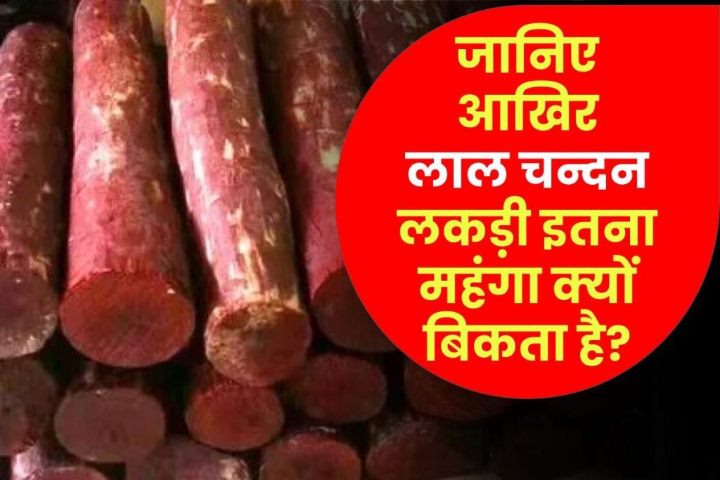 Lal Chandan: आखिर लाल चन्दन लकड़ी इतना महंगा क्यों बिकता है? क्या होता है इसमें? Red Sandalwood 3 Lal Chandan: आखिर लाल चन्दन लकड़ी इतना महंगा क्यों बिकता है? क्या होता है इसमें? Red Sandalwood