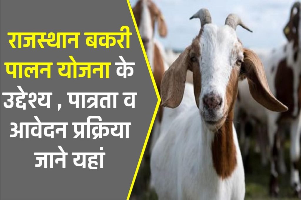 बकरी पालन योजना राजस्थान 2023: Bakri Palan Loan Yojana Rajasthan 3 बकरी पालन योजना राजस्थान 2023: Bakri Palan Loan Yojana Rajasthan